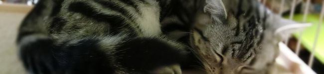 ろくいち⸝⋆'s header image