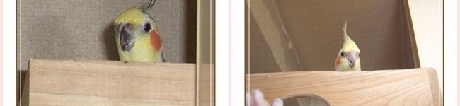 せろ君's header image