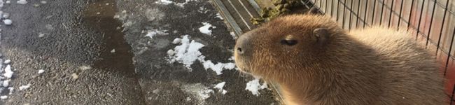 すもも漬け's header image
