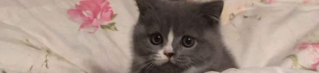こてつんつん♪'s header image