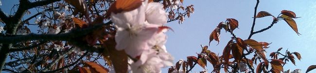 kaikami's header image