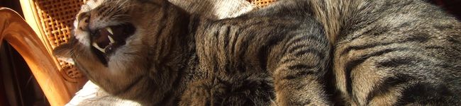 wildjam's header image