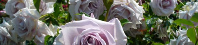 松本奥さん's header image