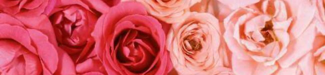 ヘイホー's header image