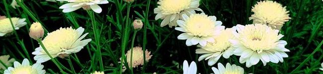 gucchiHiro's header image