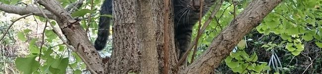 ﾁﾋﾞ犬's header image