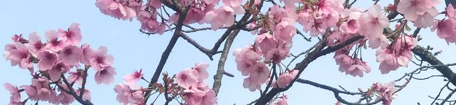 ♡ヴァイス♡'s header image