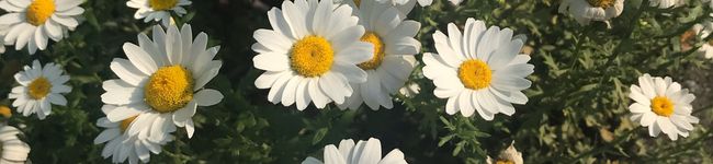 あああ's header image