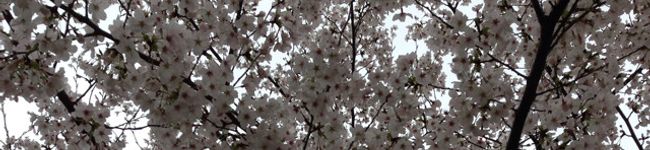 SUKECCI☆'s header image