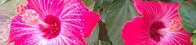 kenkenmama's header image