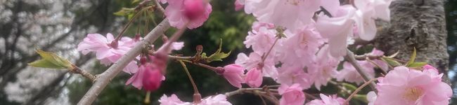 勉強中ママ♬'s header image
