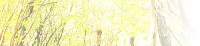 Tuono's header image