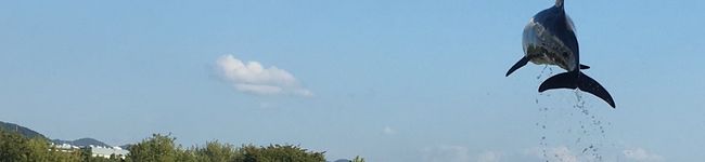 chapetaro's header image