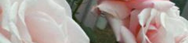 sweet_2007's header image