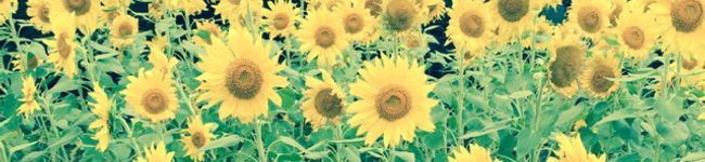 tomonyannk's header image
