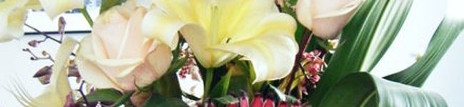 アラーナ's header image