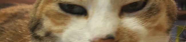 クックELZ1T0☆'s header image