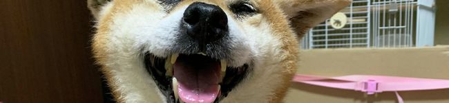 ひまわりfam笑顔's header image