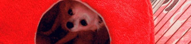 skBor's header image