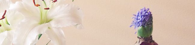 sugomoli's header image