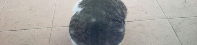 アックル's header image