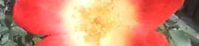 mihoriyna's header image