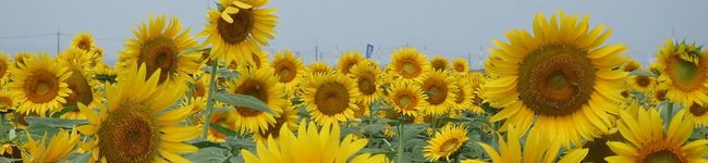 watanama's header image