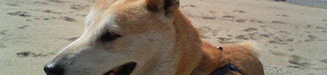 元麦酒屋さん's header image