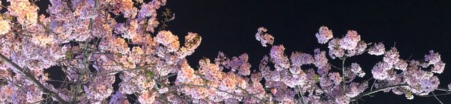 サクゆづママ's header image