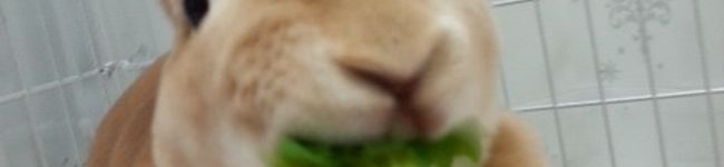 キョリス♪'s header image