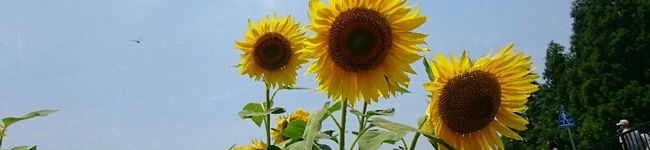 ★Terisaku★'s header image