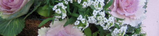 RedBlouse's header image