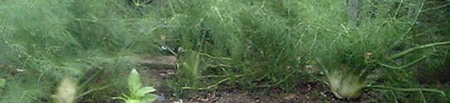 Sattiy's header image