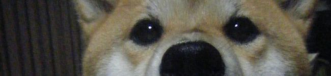 lily7110Okamo's header image