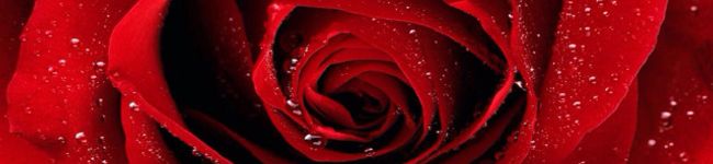 Rosa〜Rossa's header image