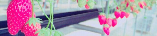 学校給食管理栄養士's header image