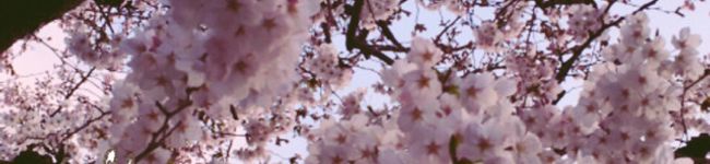 すたーと。's header image
