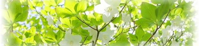 ikephoto's header image