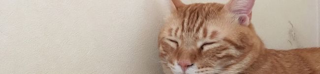 ビリー中毒's header image