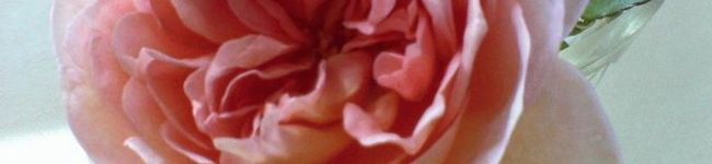bebe*'s header image