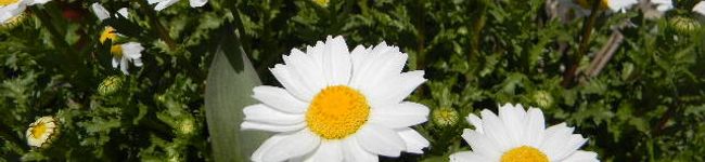 vegipark's header image