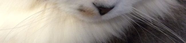つぐぴょん's header image
