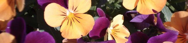 KJM9110's header image