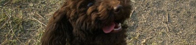 Marley's header image