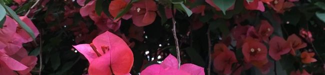 yumintan's header image