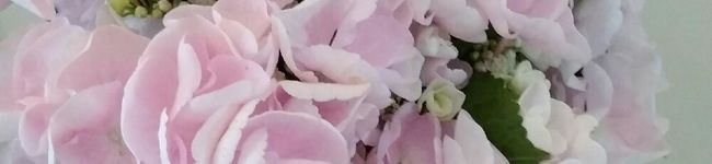 セロリの気持ち's header image