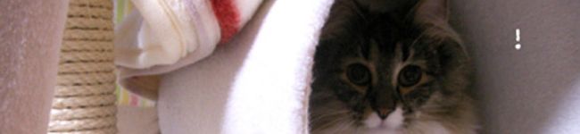 銀猫萌's header image