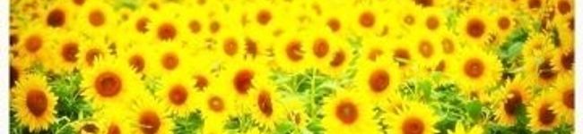 こりらｯｸﾏ♡'s header image