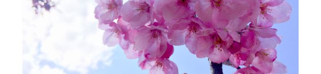 ripipin's header image