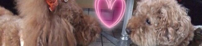 tio＊tio's header image